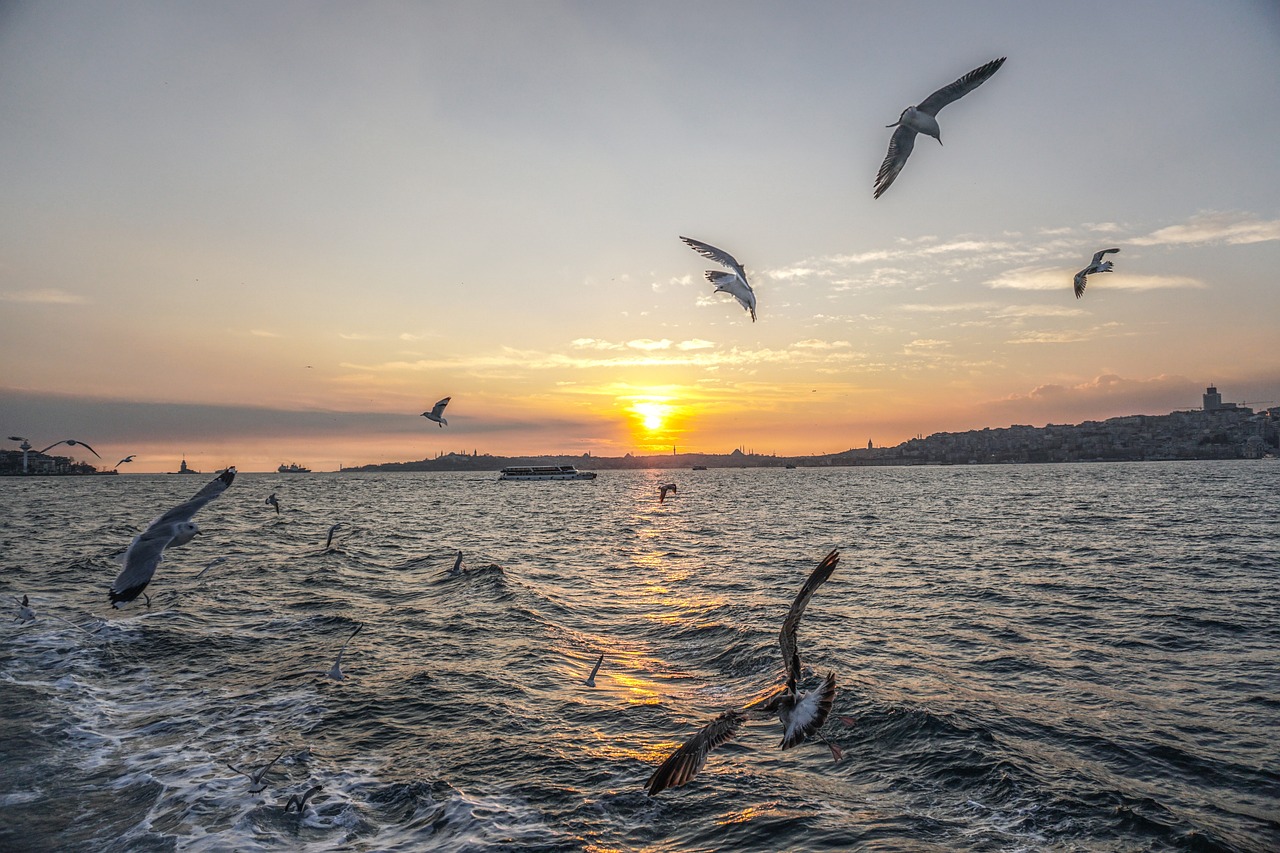 City's Forests: Belgrad Forest and Polonezkoy