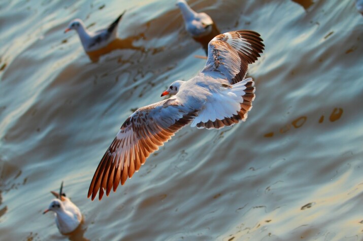 Istanbul: A City of Seagulls