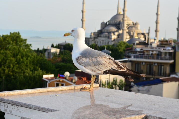 Istanbul: A City of Sufis