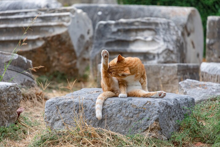 Istanbul: The City of Cats